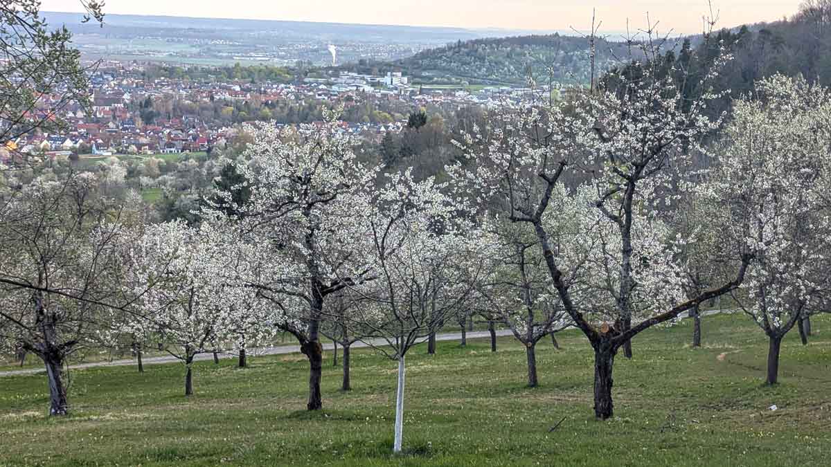 Streuobstwiese am Früchtetrauf